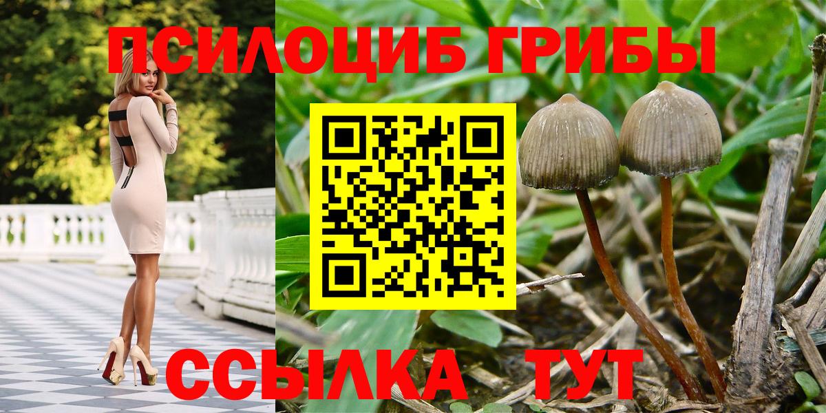 Златоуст  Псилоцибиновые грибы Psilocybe  Вход с VPN 